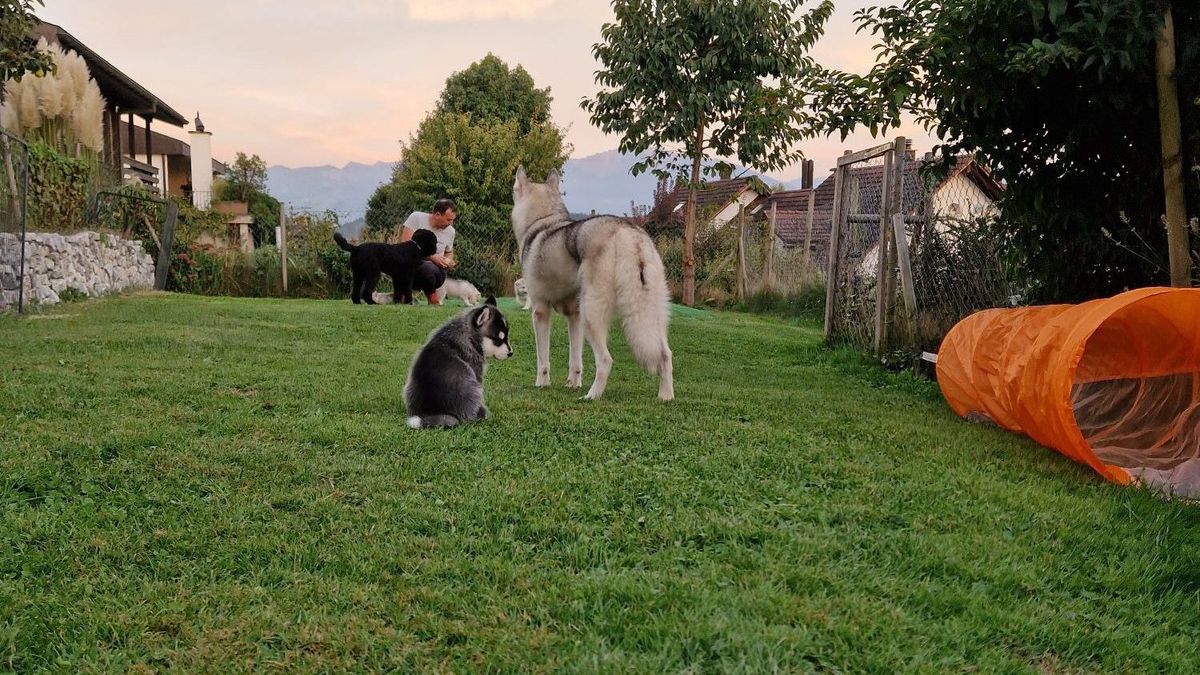 Siberian Huskies and Barbet playing in the kennel's large fenced garden