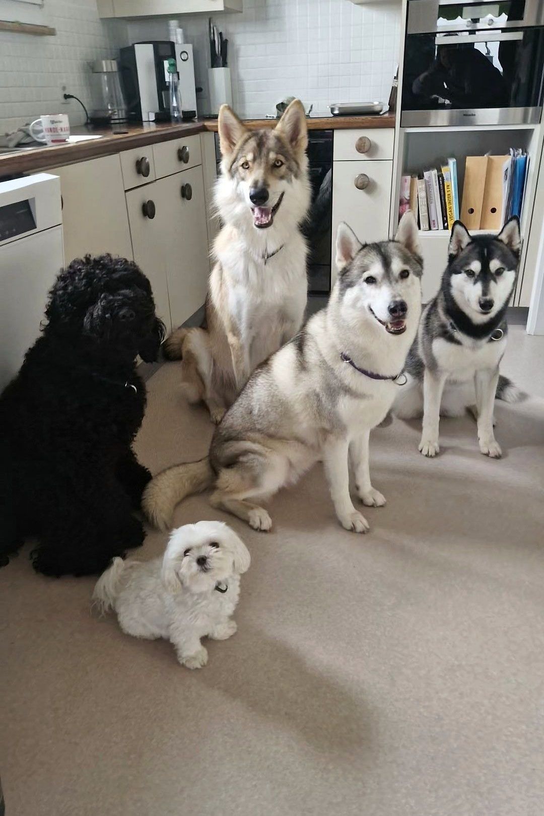 Barbet, several Siberian Huskies and a small white dog sitting in the family kitchen