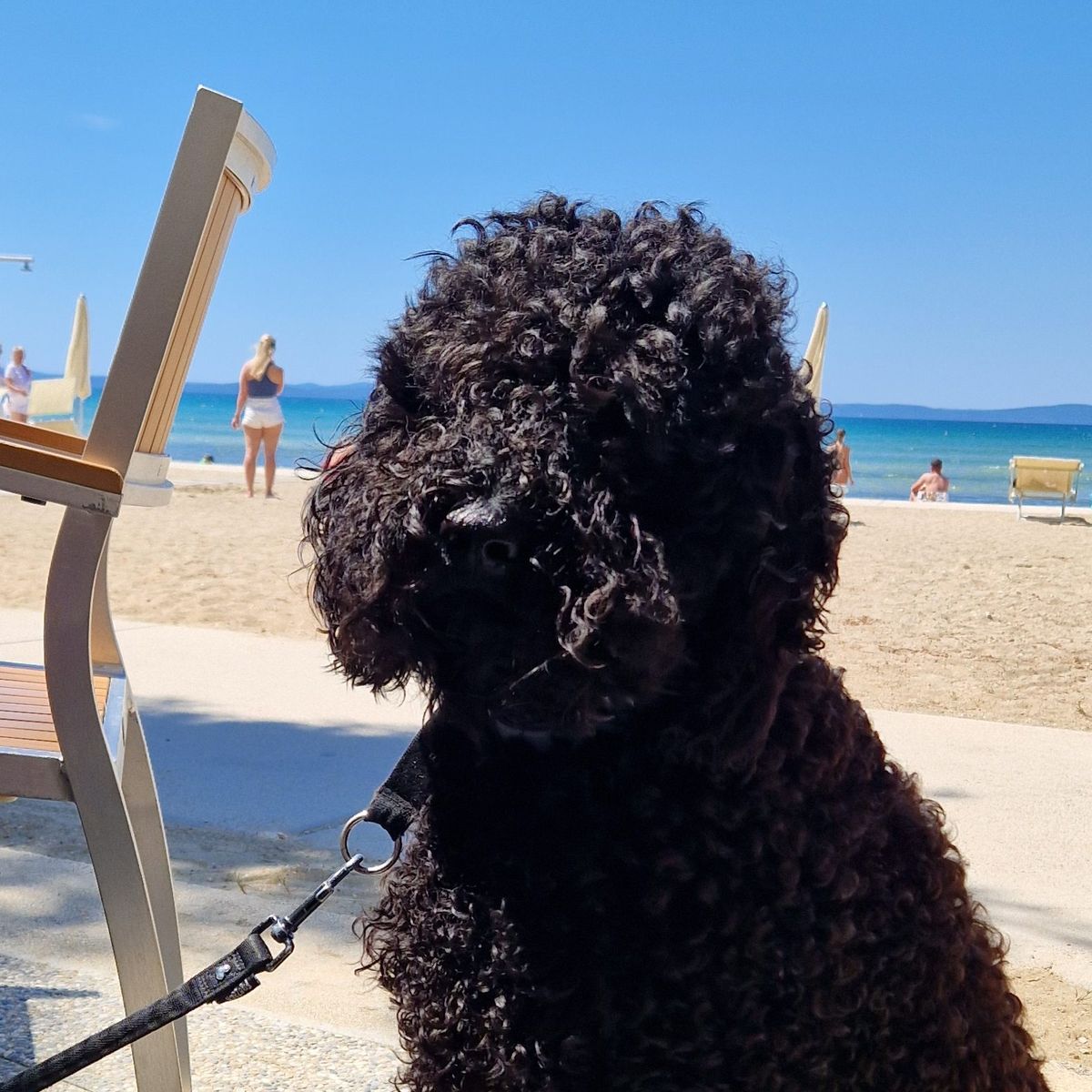 Barbet sitzt an einem Sandstrand am Meer im Schatten