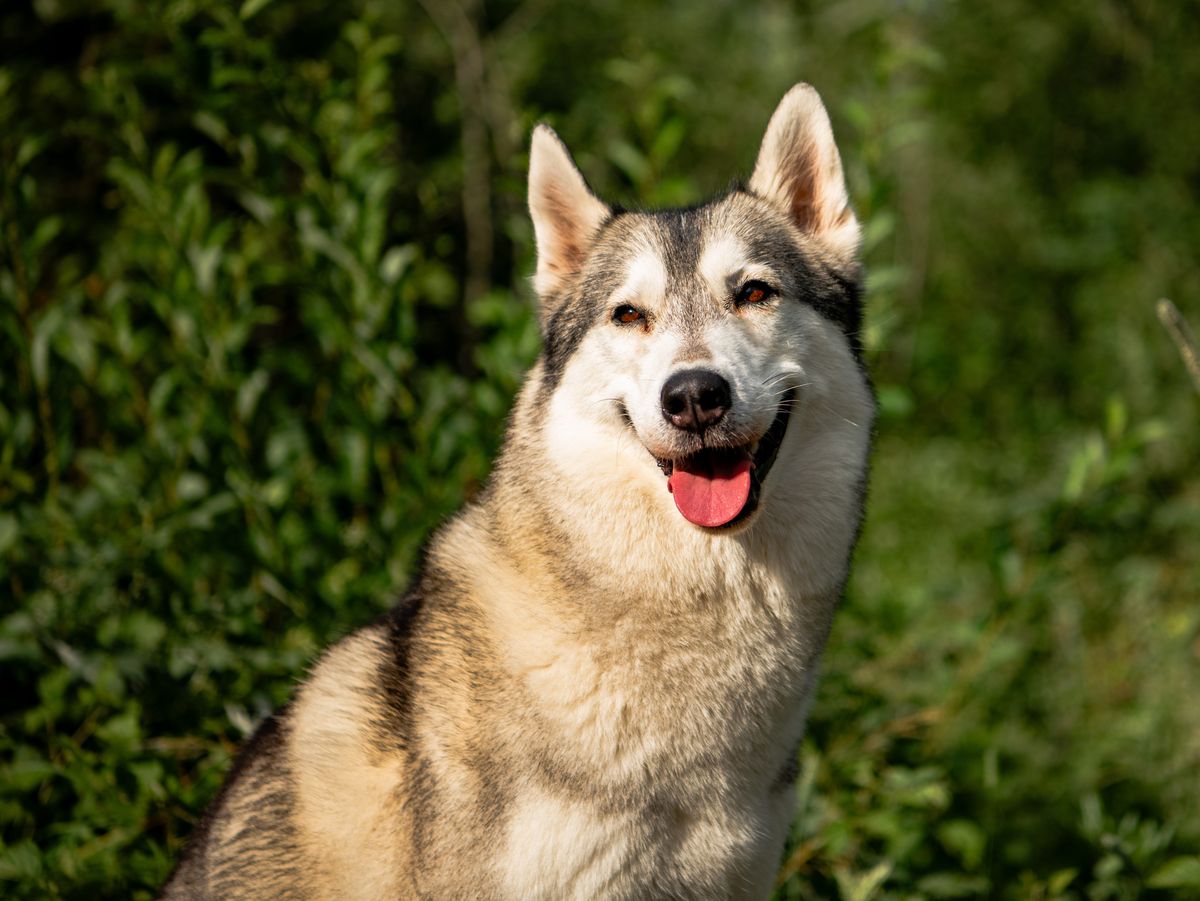 Siberian Husky der Zuchtstätte Joiel’s Palace sitzt vor einer grünen Hecke
