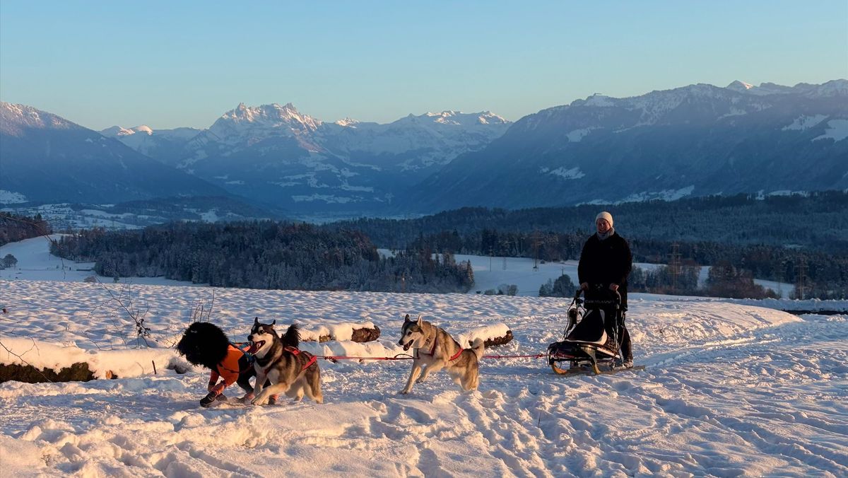 Gespann aus Siberian Huskys zieht im Schnee einen Schlitten vor Bergpanorama