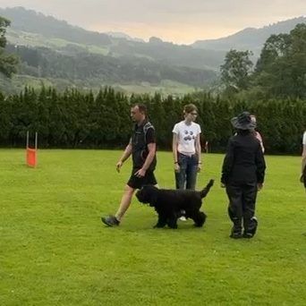 Barbet läuft beim Training auf der Wiese neben seinem Hundeführer