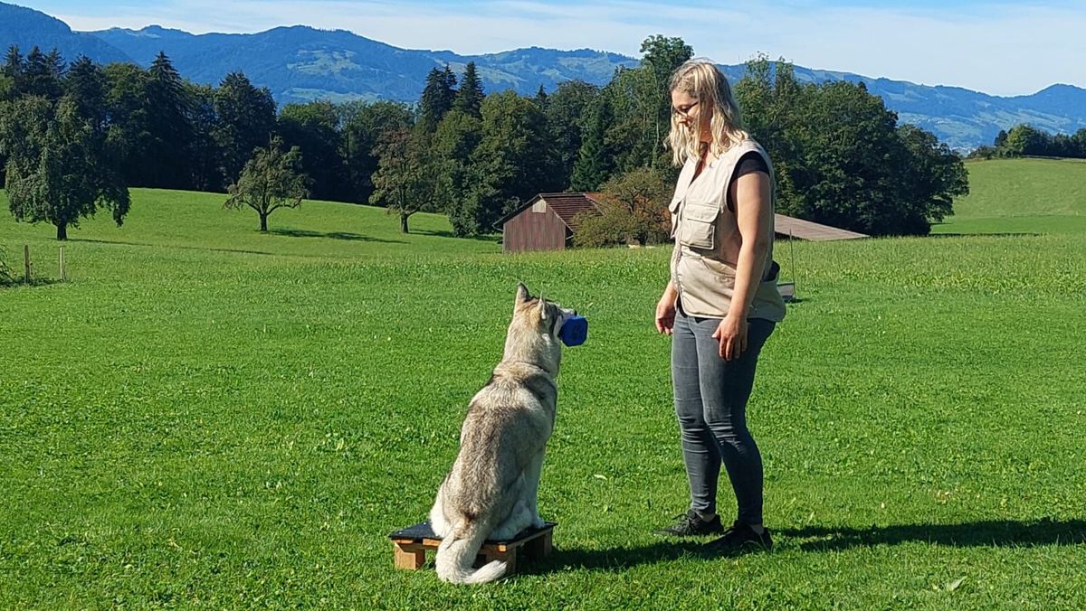 Siberian Husky sitzt beim Training auf einem Podest und schaut zu seiner Hundeführerin