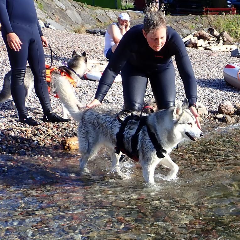 Siberian Husky übt im Rettungsgeschirr mit seiner Hundeführerin im flachen Wasser