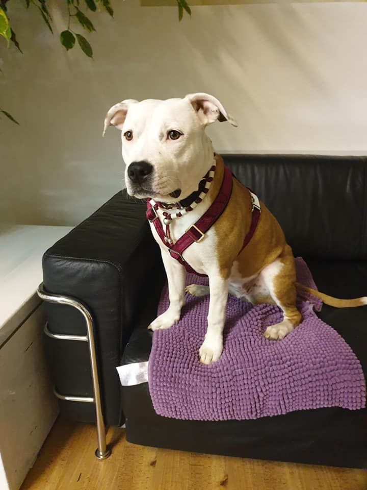 White and tan Staffordshire-type dog sitting on a sofa