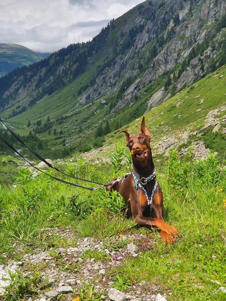 Dobermann with cropped ears lying in an alpine meadow