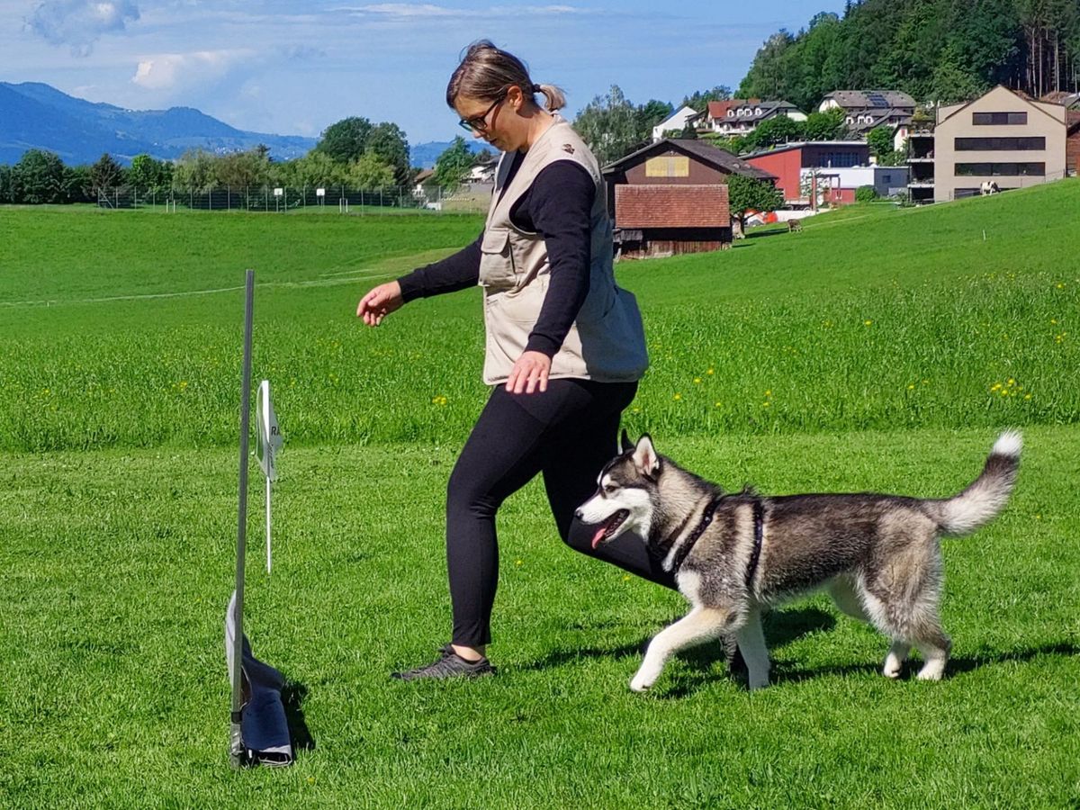 Siberian Husky in obedience training on a meadow with Swiss houses behind