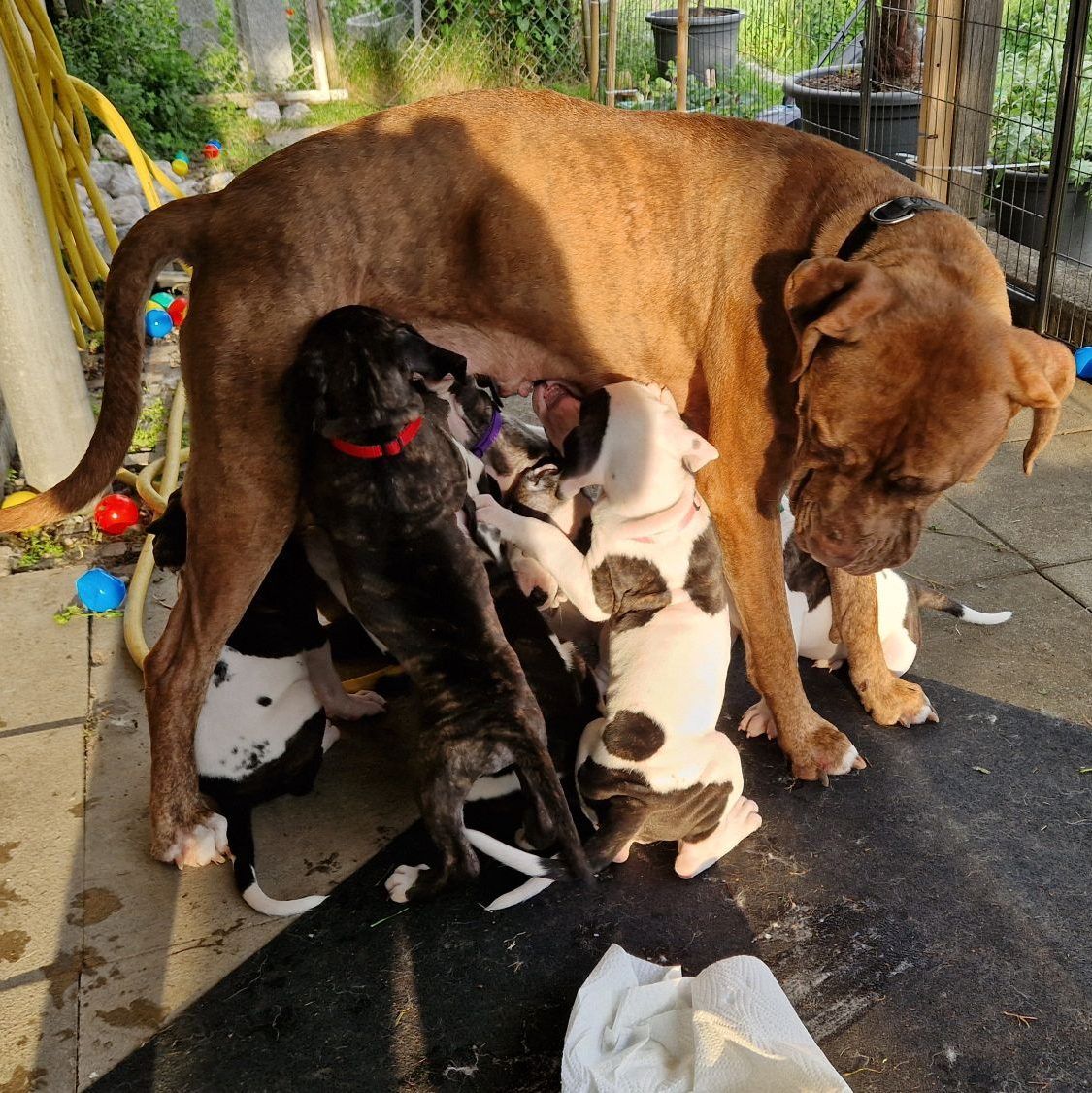 Mother dog nursing her litter of puppies outdoors