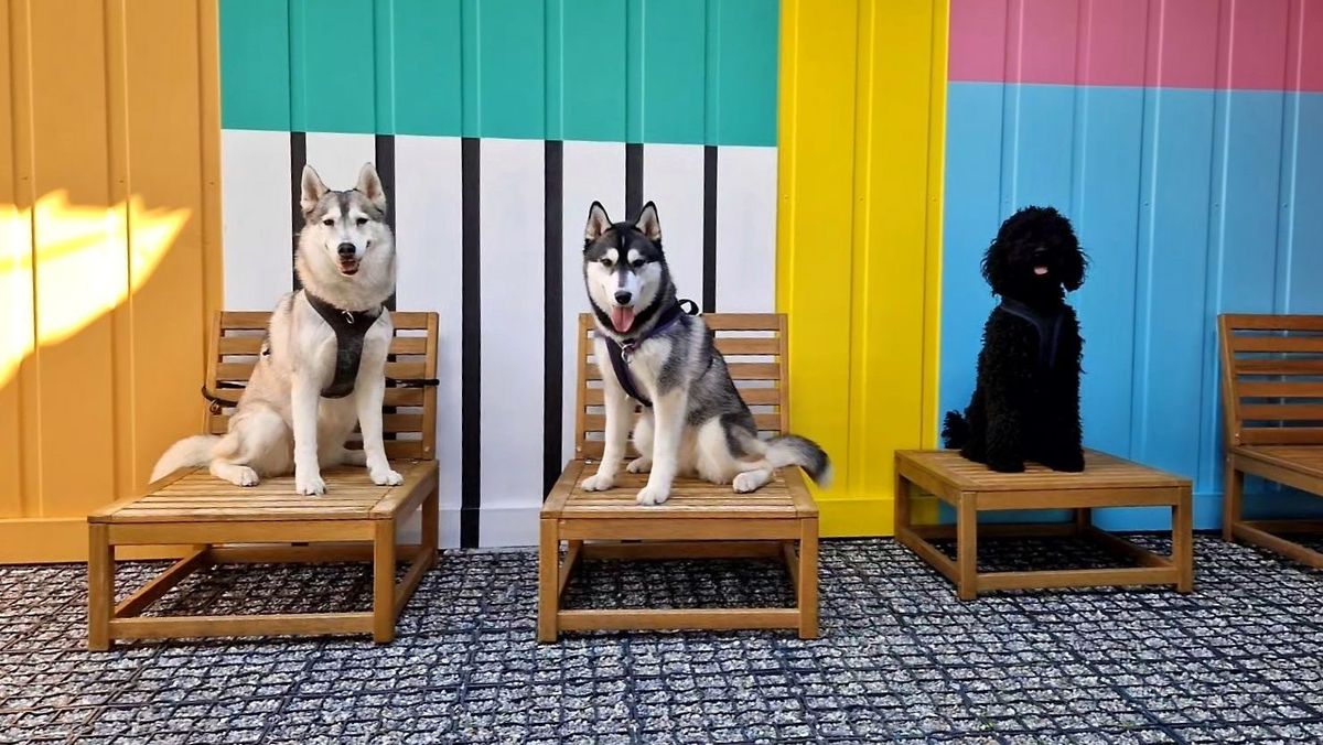 Two Siberian Huskies and a Barbet sitting side by side on wooden loungers