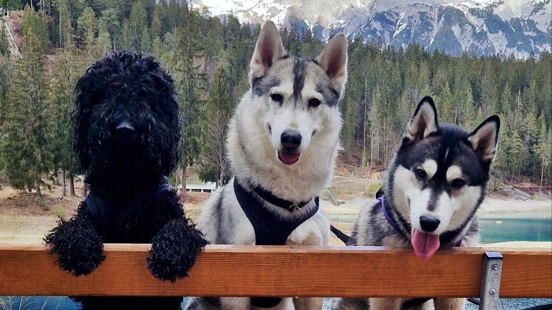 Barbet and two Siberian Huskies looking over a railing at a mountain lake
