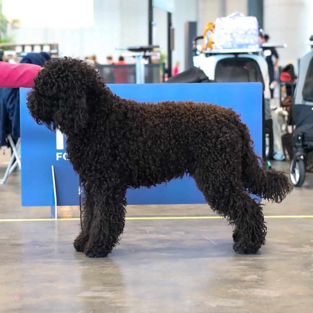 Barbet wird an einer Hundeausstellung im Stand vorgeführt