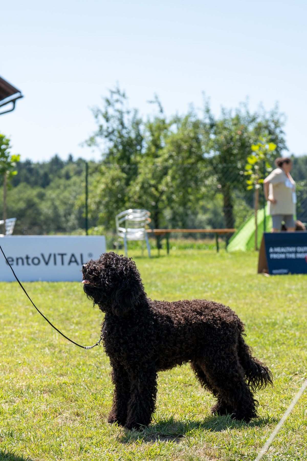 Black Barbet standing on lead on the grass at a club show