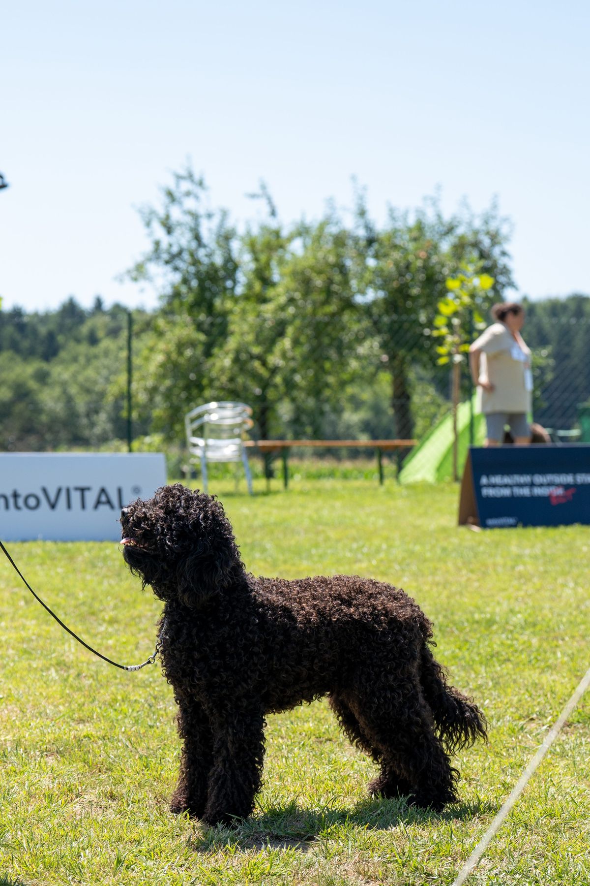 Barbet steht an einer Clubschau auf der Wiese im Sommer