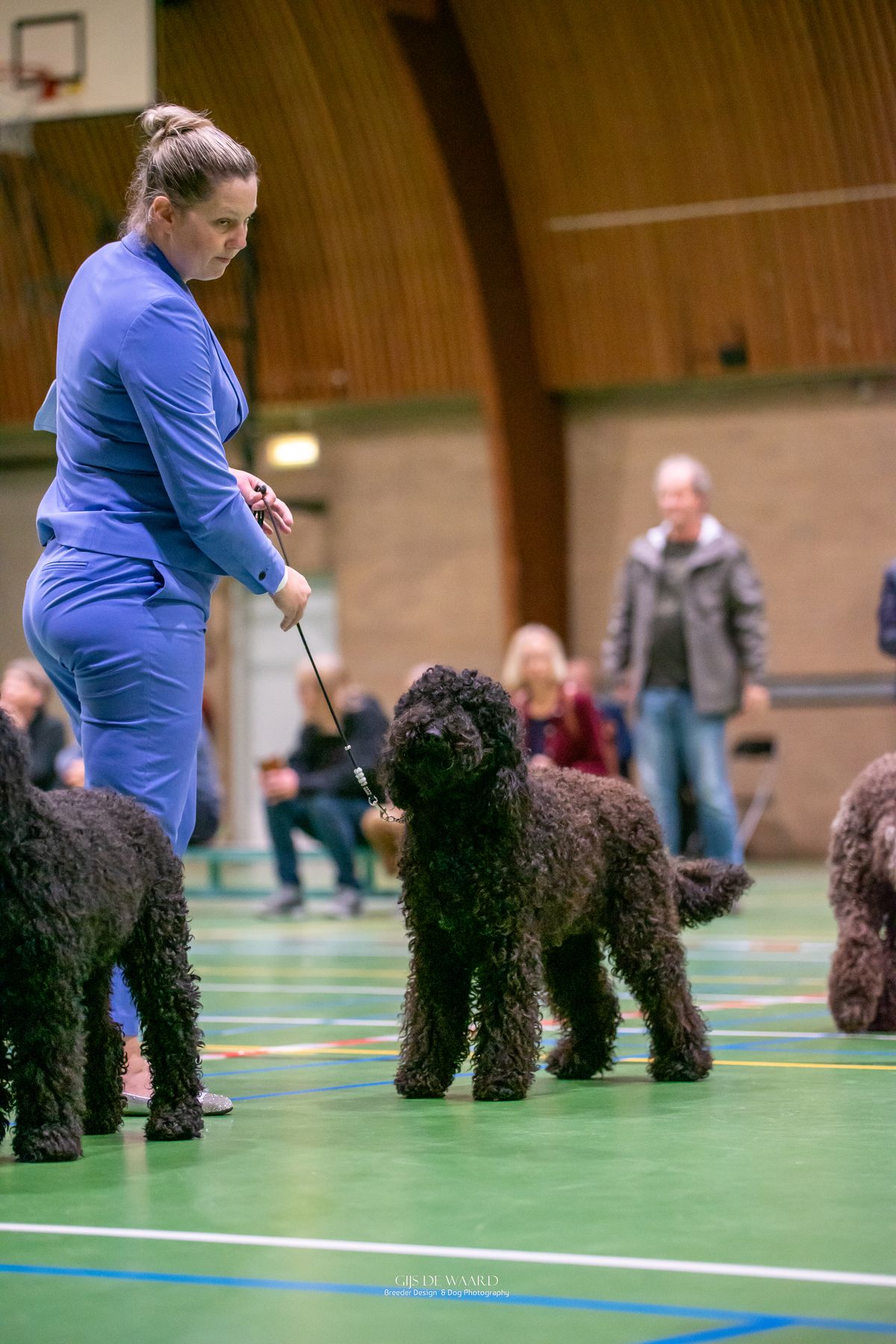 Barbet steht mit weiteren Barbets in der Rassegruppe im Ausstellungsring