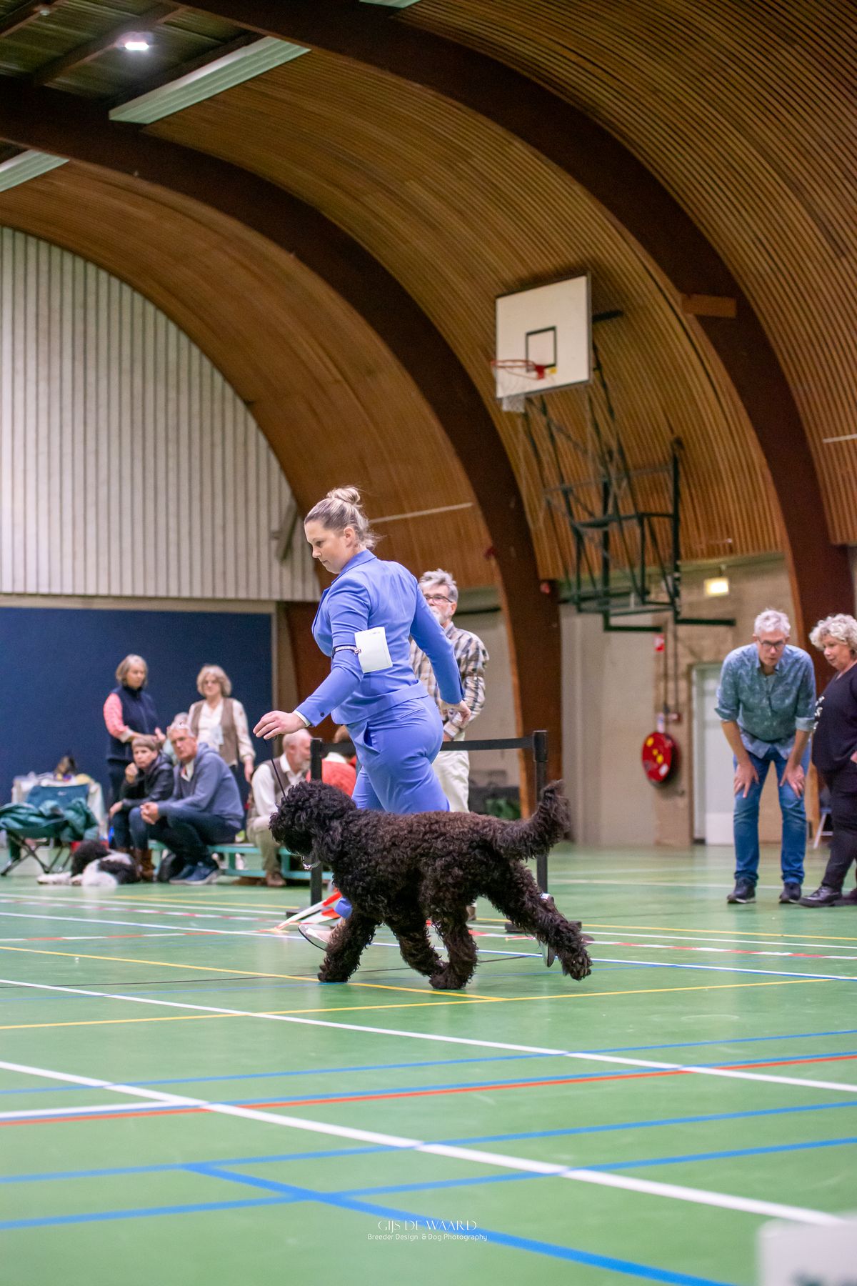 Barbet trabt neben der Hundeführerin durch den Ausstellungsring