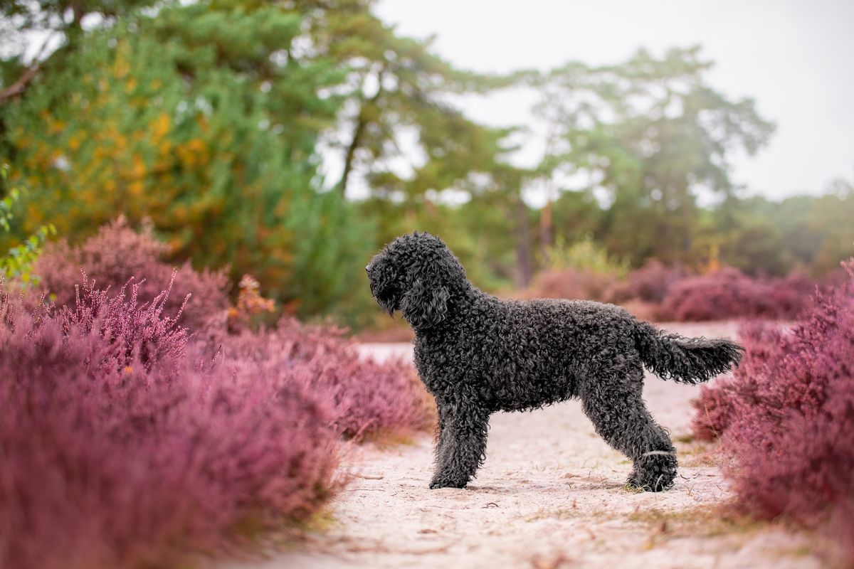Barbet steht auf einem Sandweg zwischen blühender Heide