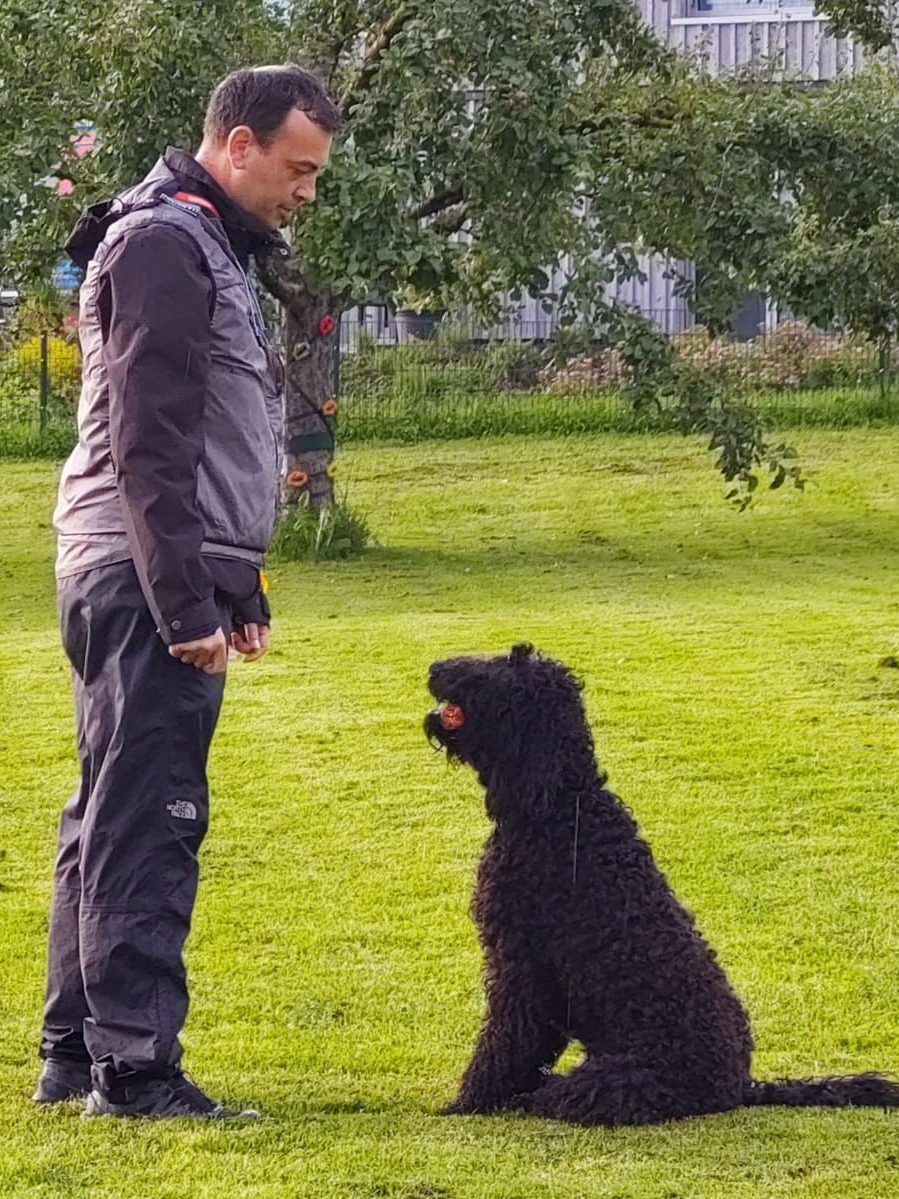 Barbet sitzt aufmerksam vor seinem Hundeführer beim Gehorsamstraining