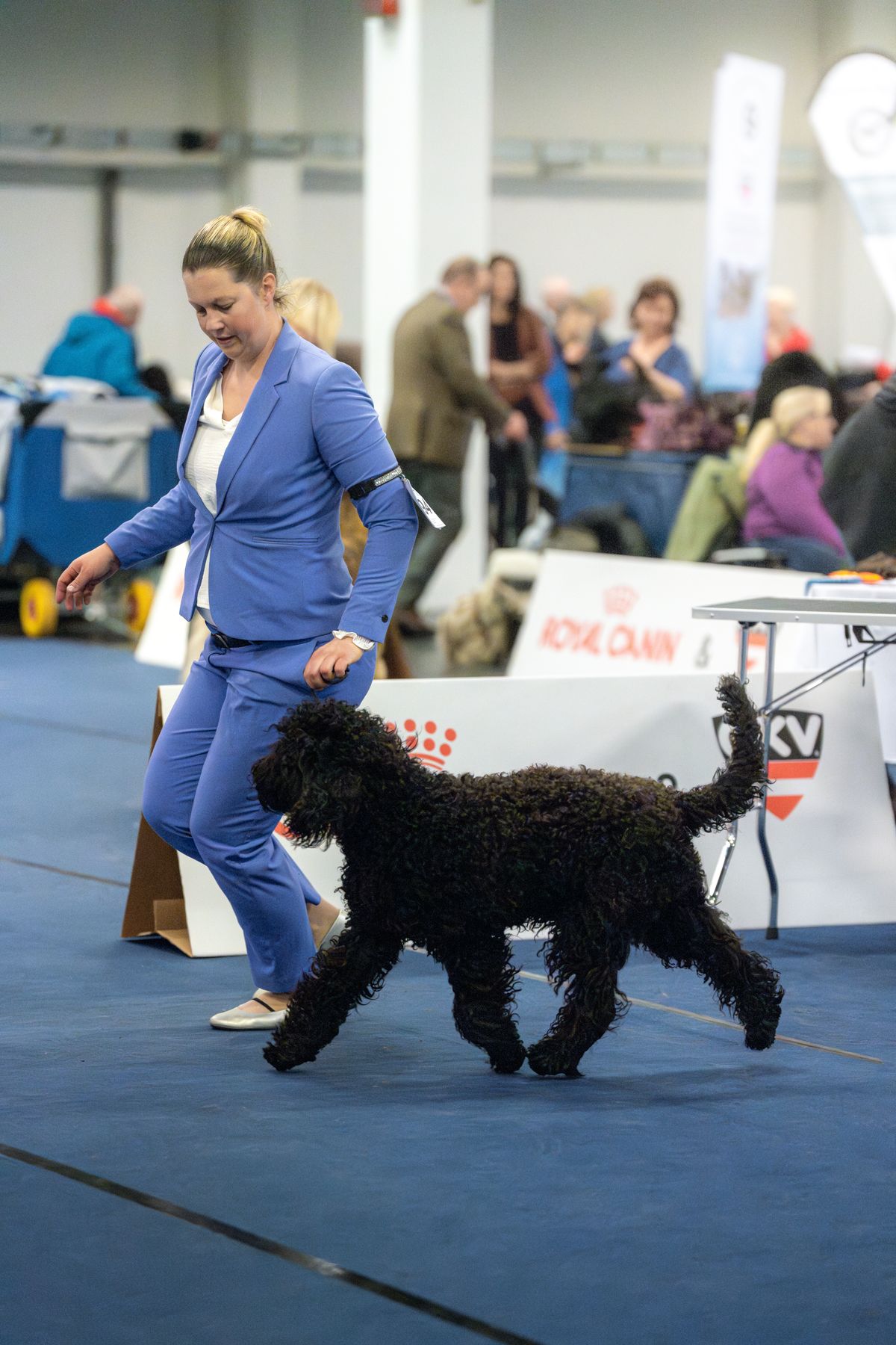 Barbet wird von der Hundeführerin im Ausstellungsring vorgetrabt