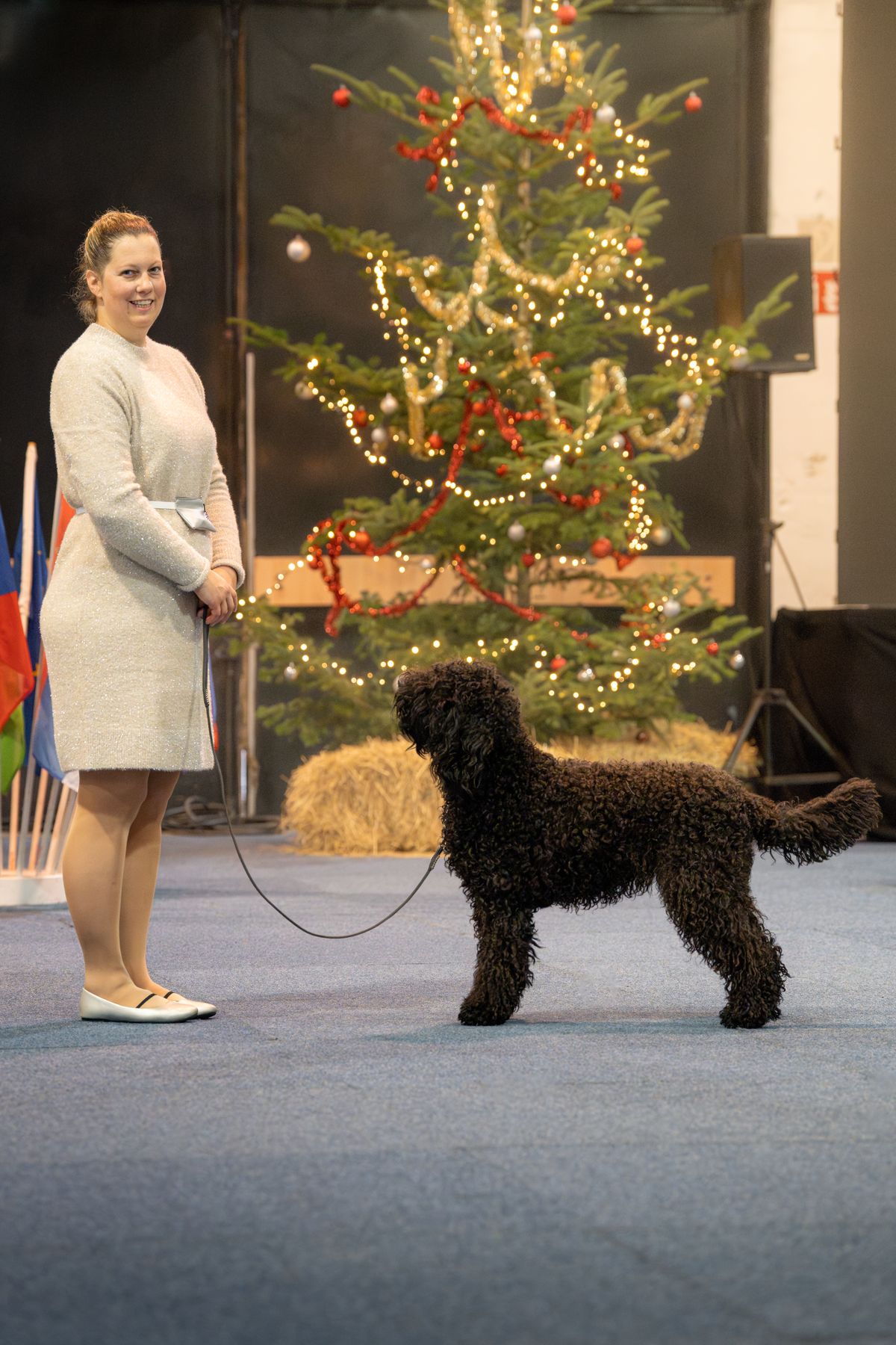 Barbet mit Hundeführerin an einer Winterausstellung vor dem Weihnachtsbaum