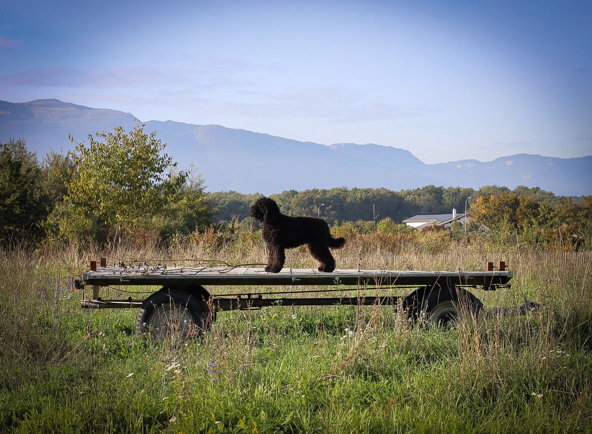 Barbet standing on an old hay wagon in a meadow with mountains behind