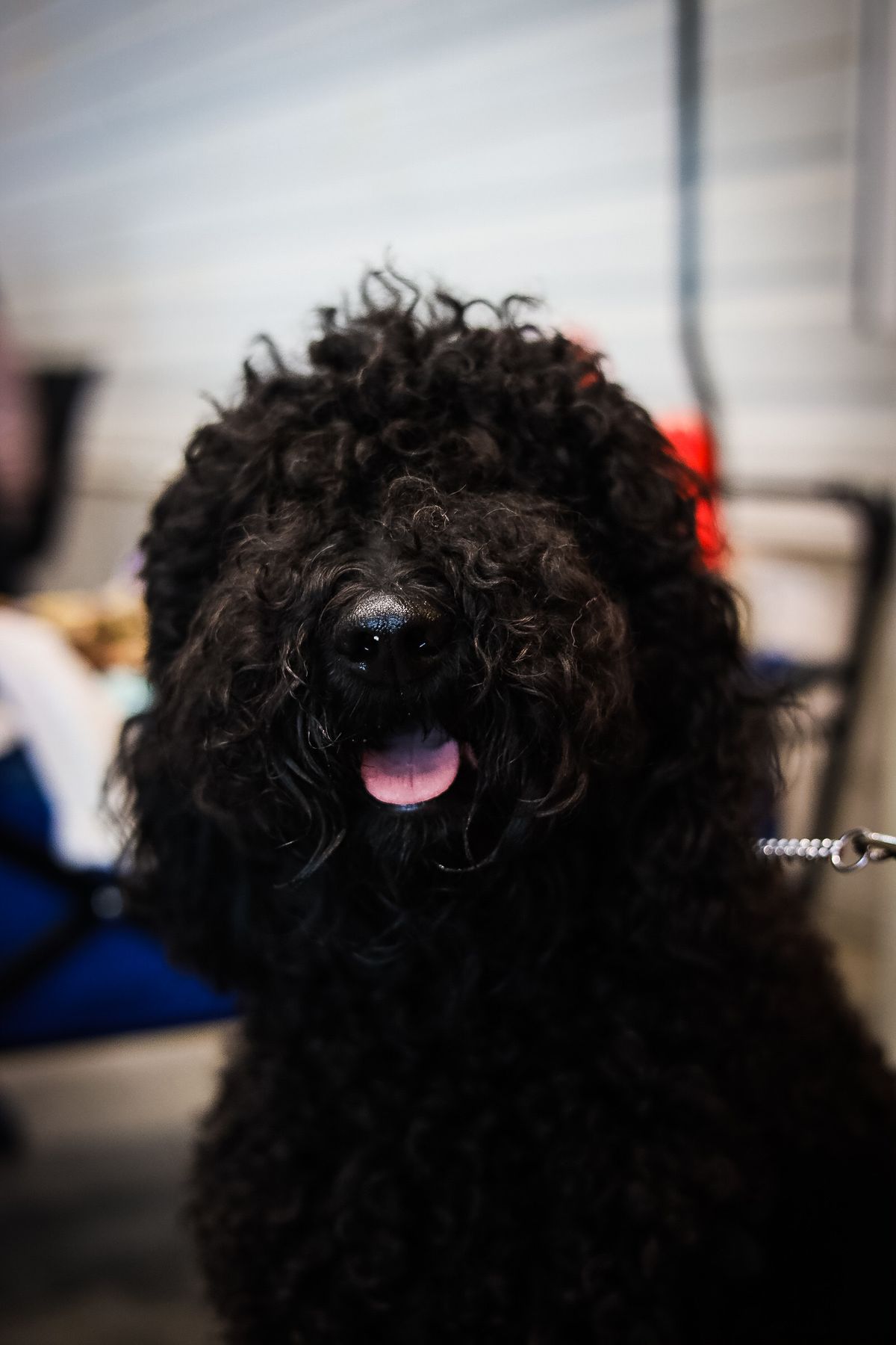 Portrait of a black Barbet with a dense curly coat at a dog show