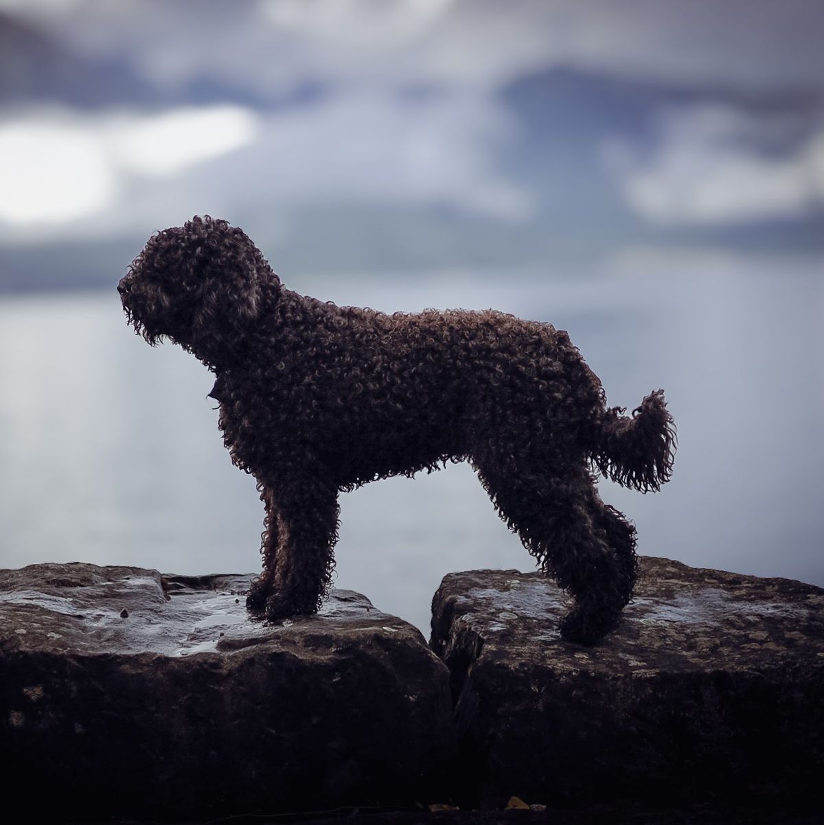 Barbet standing on wet shoreline rocks against hazy water