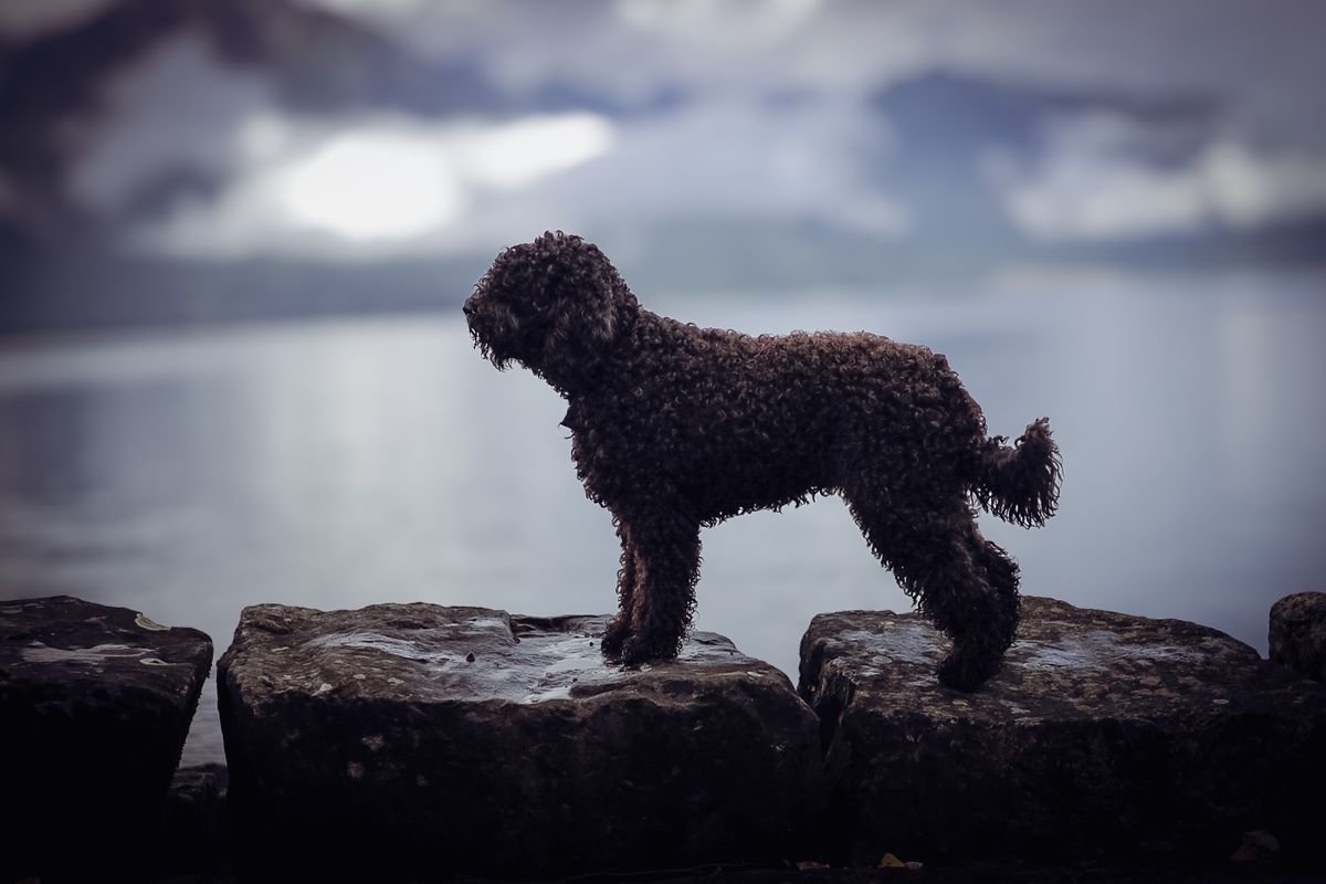 Black Barbet with curly coat on rocks by the water