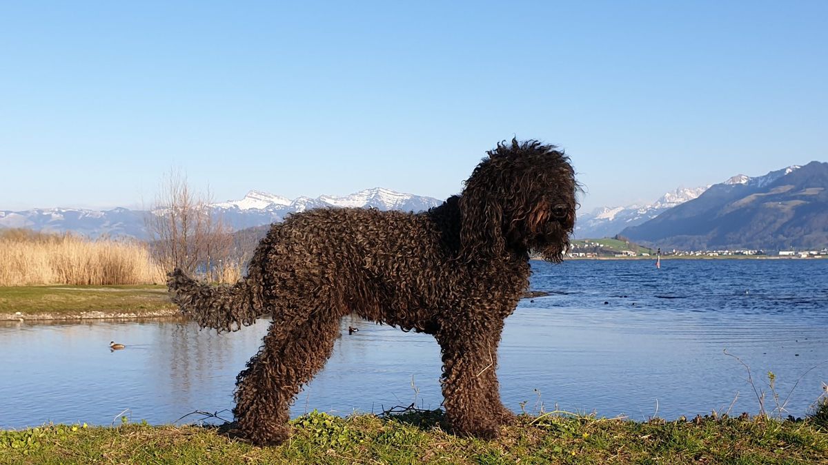 Brown Barbet standing by a lakeshore against snow-capped Swiss mountains