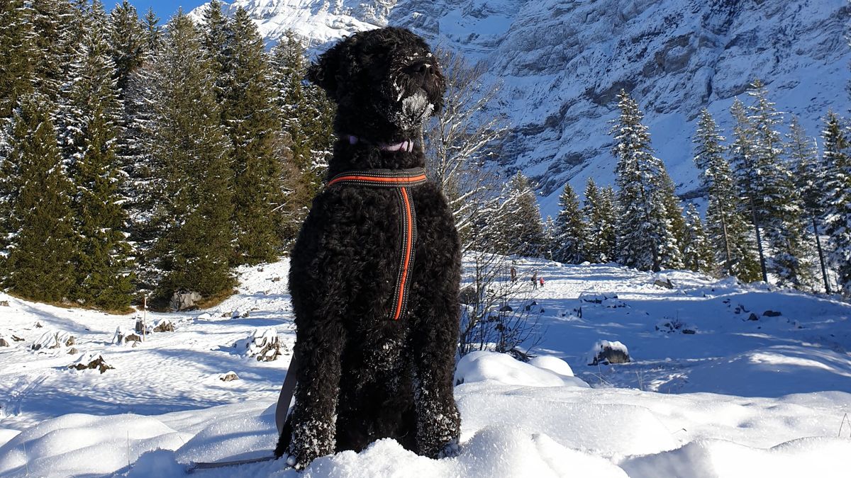 Black Barbet in a harness sitting in the snow below snow-covered mountains