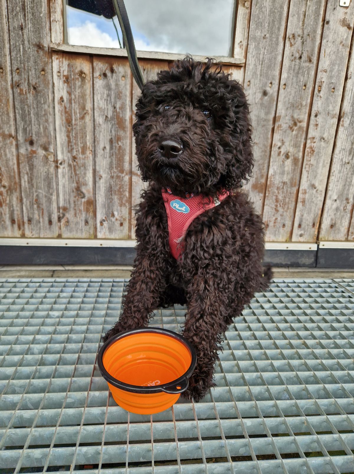 Young Barbet in a red harness sitting next to a water bowl