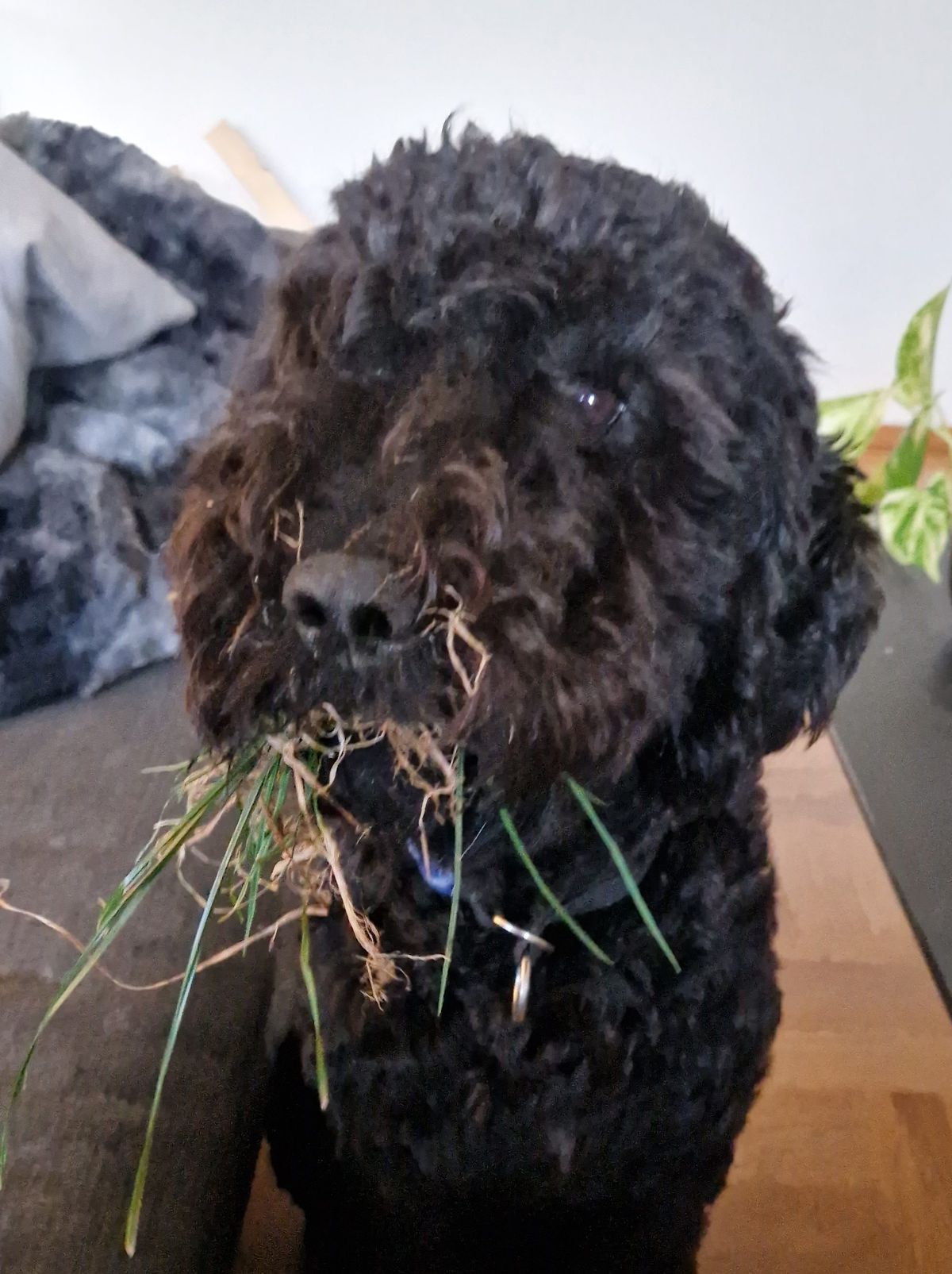 Barbet holding a clump of grass in its mouth, close-up indoors