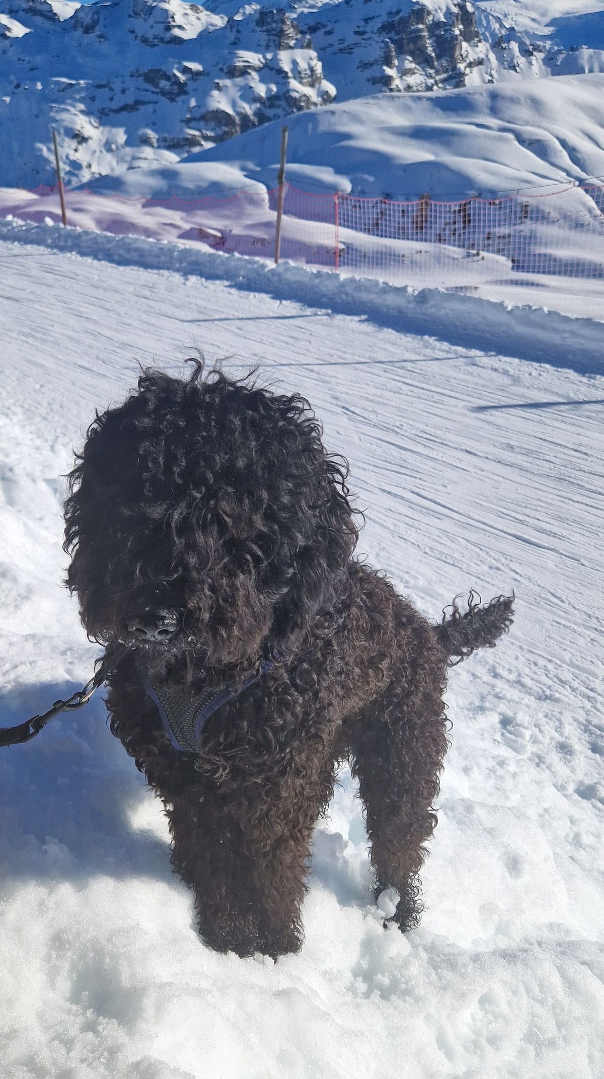 Barbet in the snow on a winter walk in the mountains