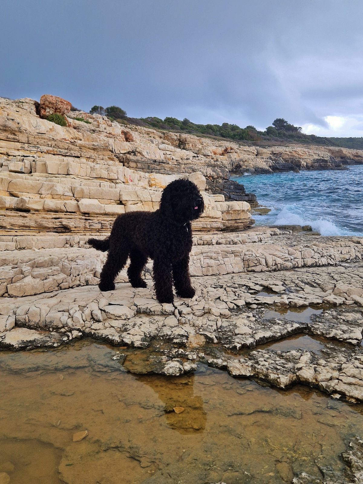 Barbet standing on rock ledges by a sea cove