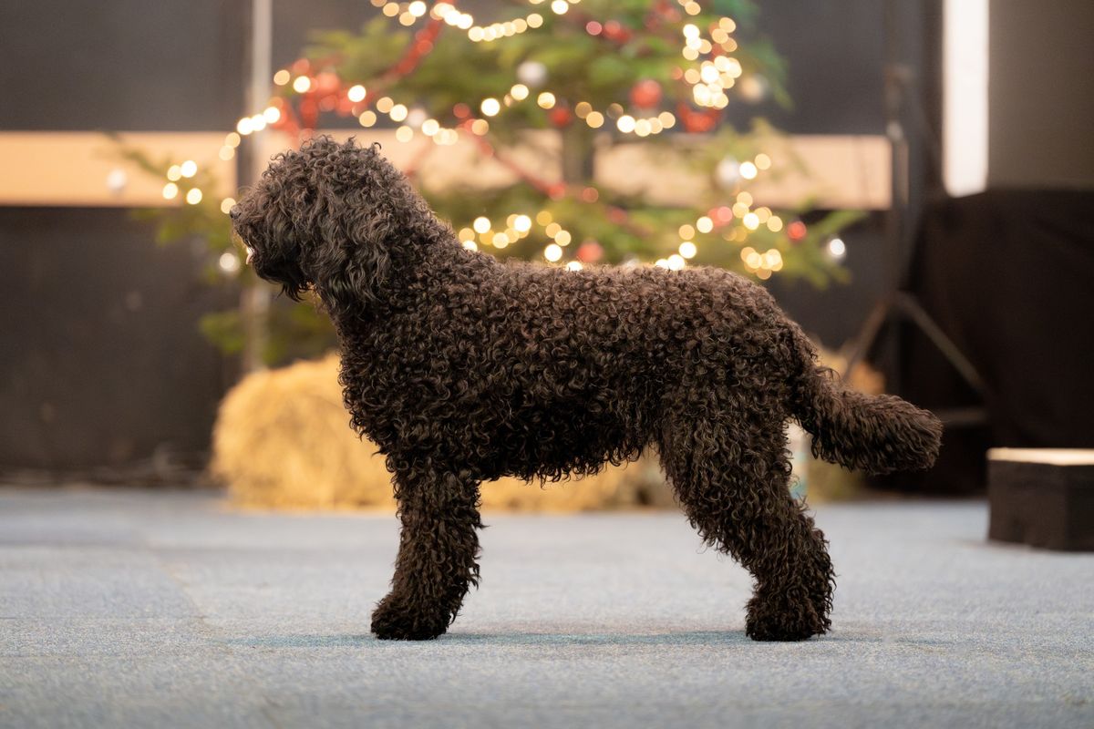 Barbet in the show ring in front of Christmas decorations