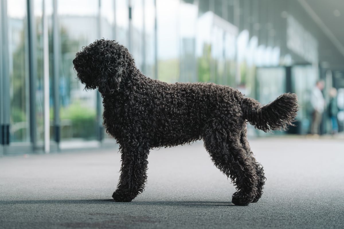 Black Barbet in show stance at a dog show venue
