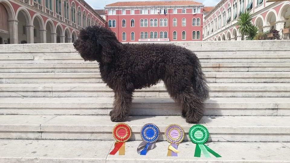 Barbet on stone steps with four dog show rosettes