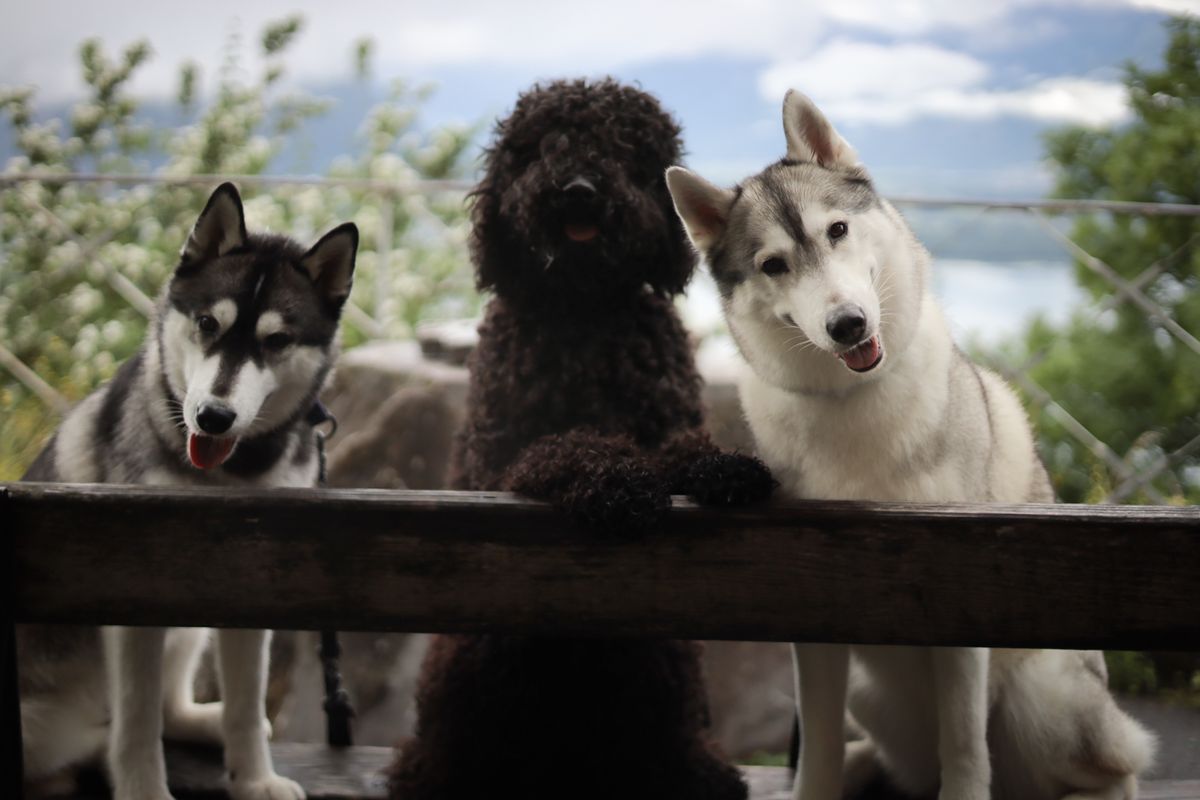 Zwei Siberian Huskys und ein Barbet blicken über ein Holzgeländer