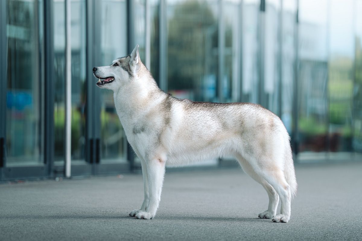 Grey and white Siberian Husky standing in profile