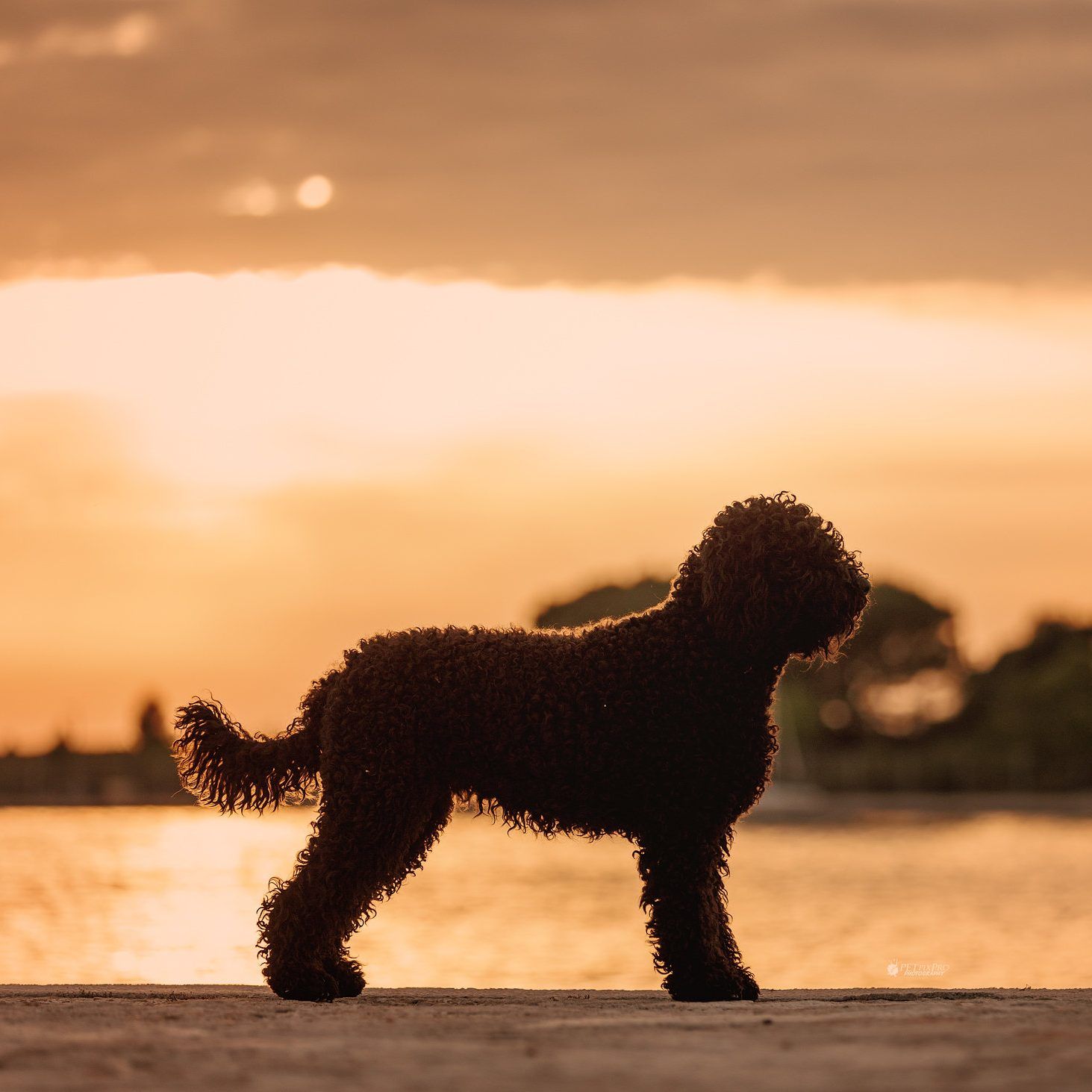 Barbet in profile against an orange sunset over the water