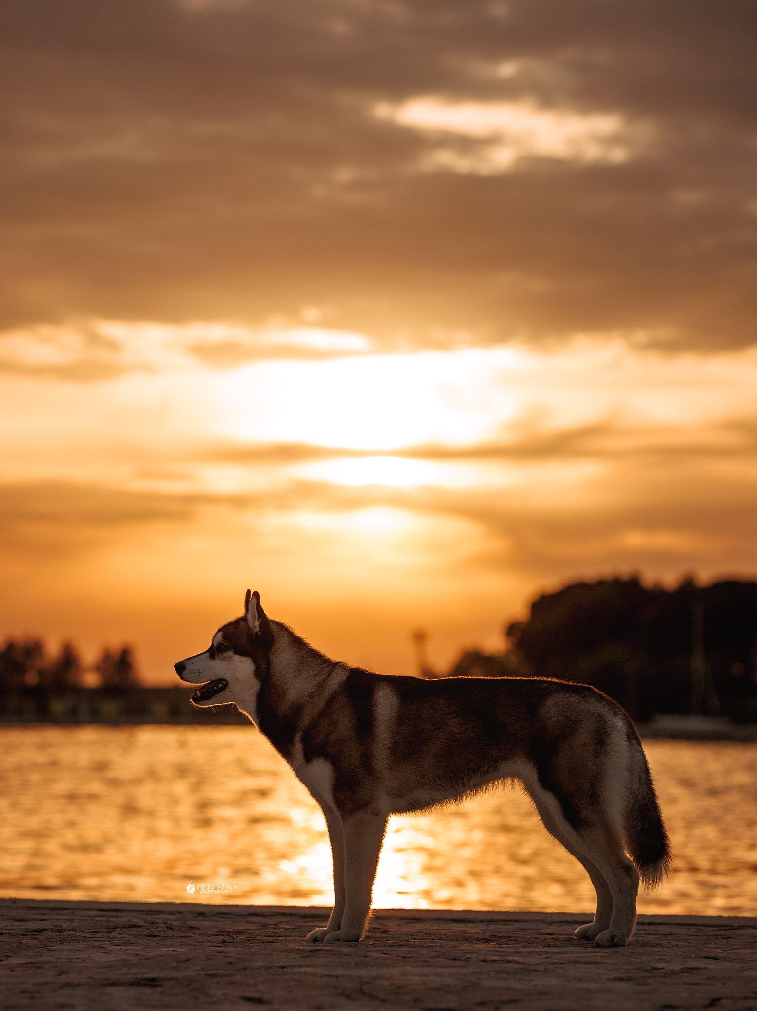 Dark Siberian Husky standing in profile by the shore at sunset