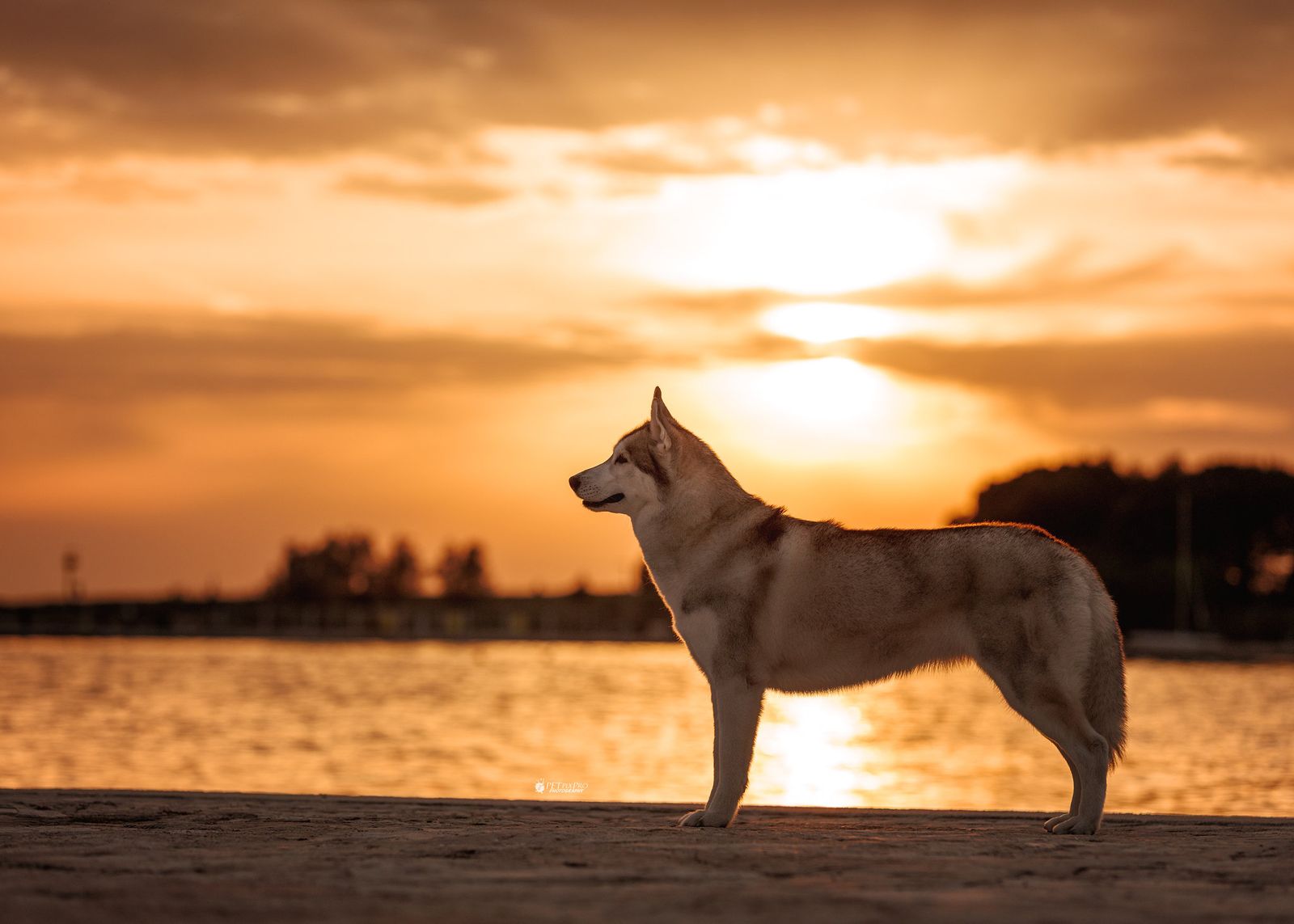 Siberian Husky by the shore at sunset