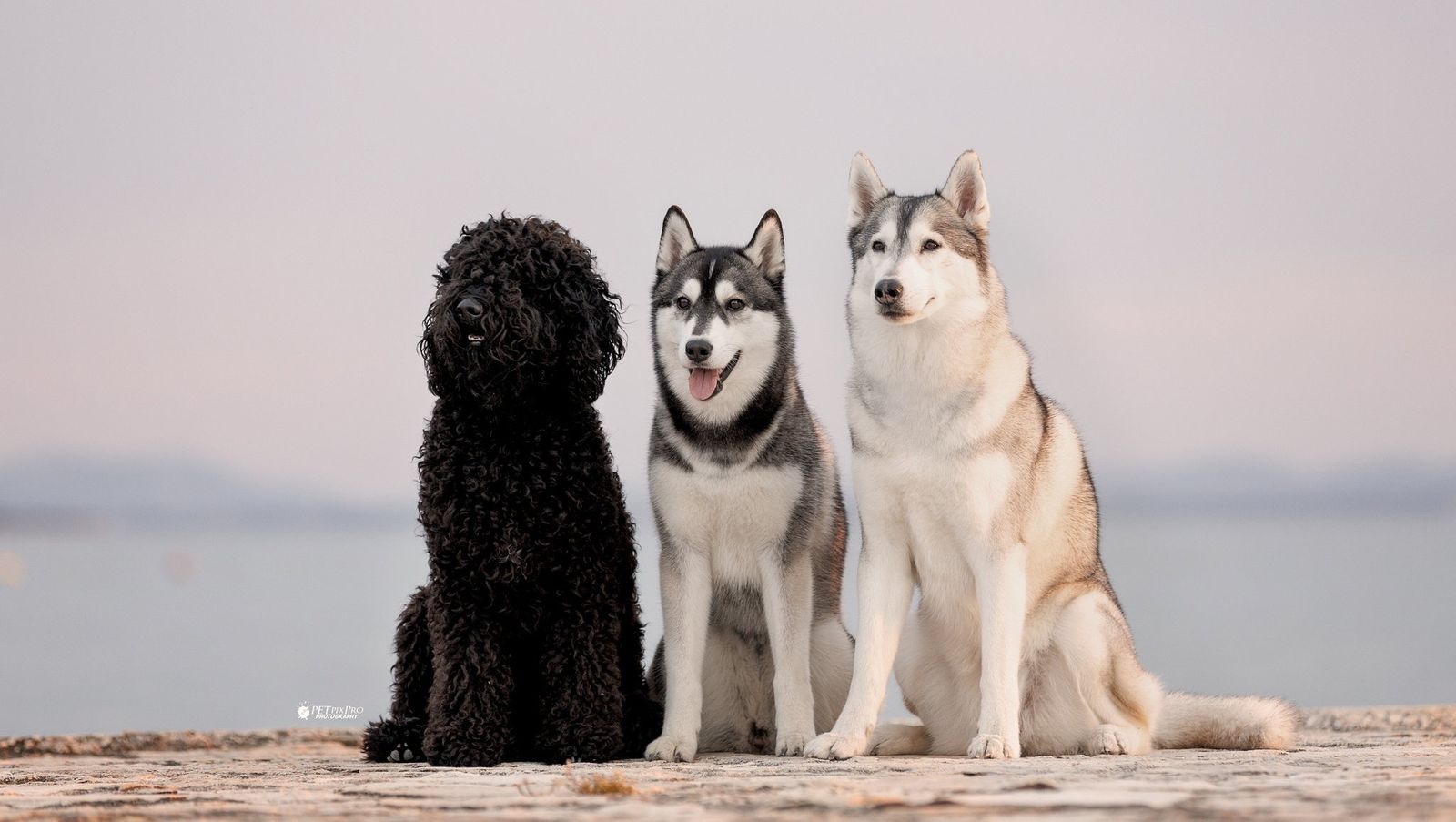 Barbet and two Siberian Huskies by the sea