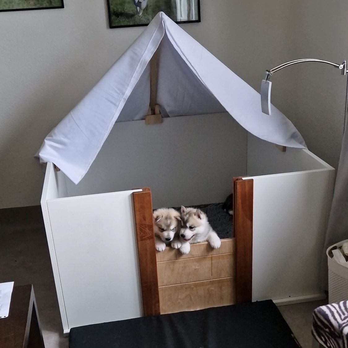 Zwei Husky-Welpen schauen aus der Wurfbox mit weissem Betthimmel