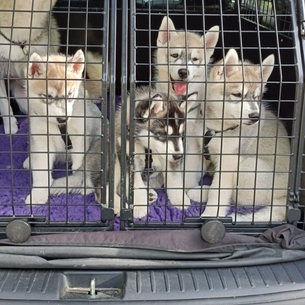 Husky-Welpen sitzen in der Transportbox im Auto