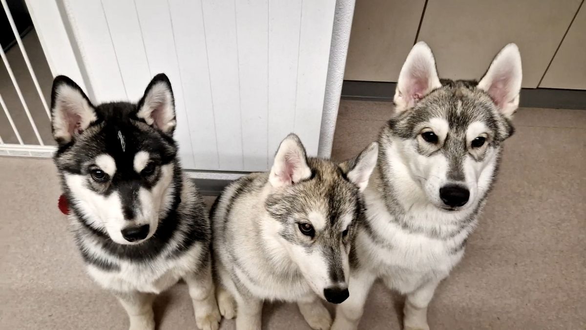 Drei Husky-Welpen in der erweiterten Sozialisierungsphase schauen in die Kamera
