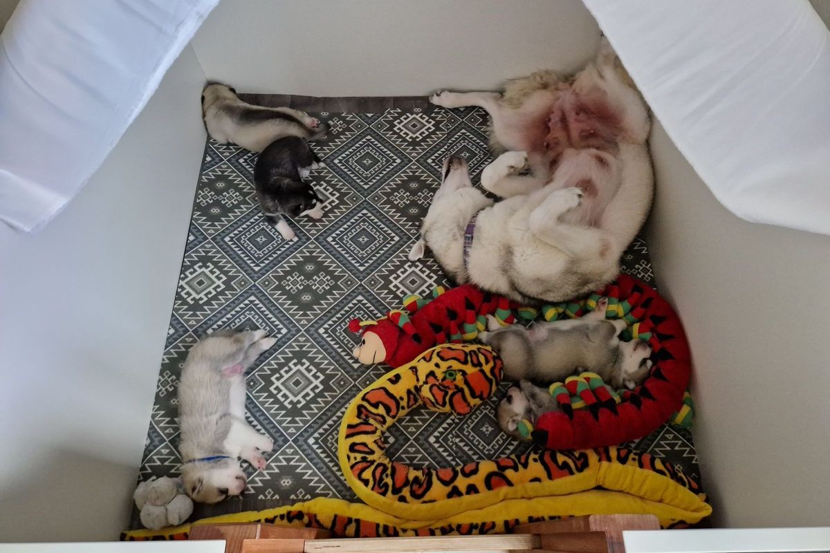 Newborn Husky puppies sleeping snuggled together on the whelping box blanket