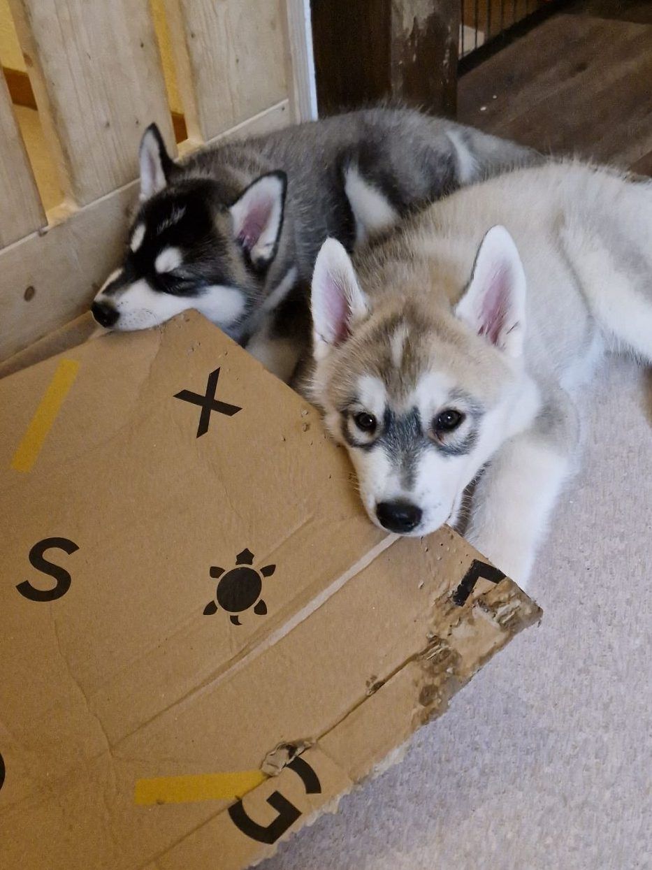 Zwei junge Siberian Huskys spielen gemeinsam mit einem Karton