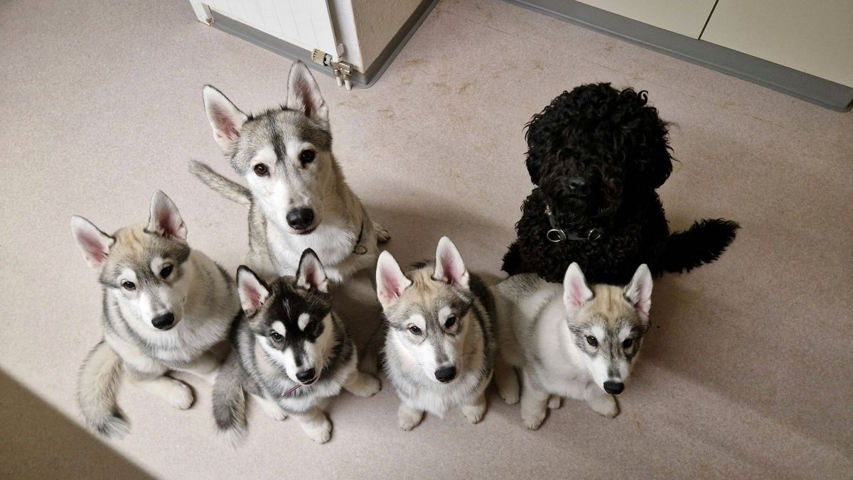 Vier junge Siberian Huskys und ein Barbet sitzen nebeneinander im Wohnraum