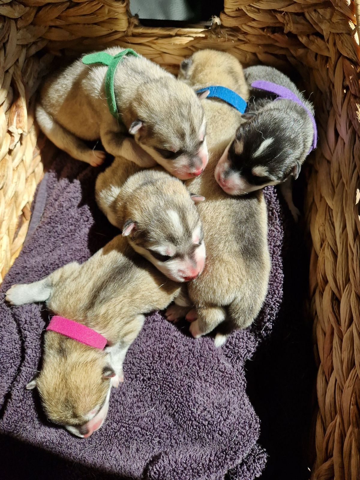 Neugeborene Husky-Welpen mit farbigen Halsbändern liegen im Wurfkorb