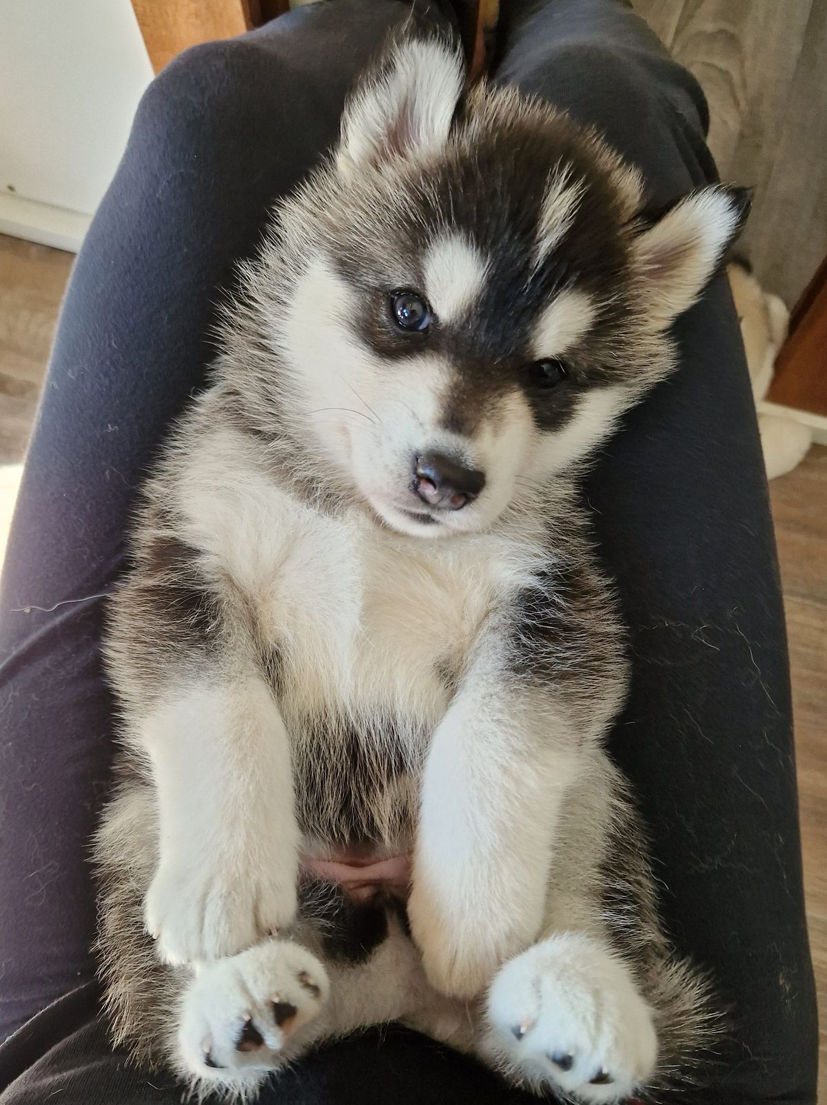Junger Siberian Husky mit schwarz-weisser Maske sitzt auf einem Schoss